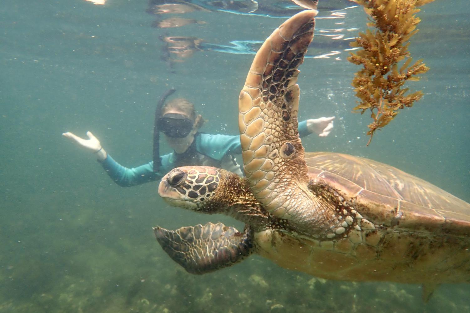 一名<a href='http://j.cskz58.com/'>bv伟德ios下载</a>学生在Galápagos群岛游学途中与一只巨龟游泳.